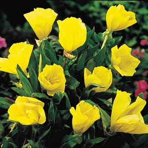 น้ำมันอีฟนิ่งพริมโรสสกัดเย็นบริสุทธิ์ 100% จากธรรมชาติเพื่อสุขภาพหัวใจ - Product Image 2