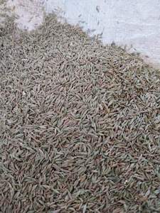 Hạt thì là chất lượng cao - Product Image 6