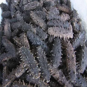 High grade Wholesaler Dry Sea Cucumber