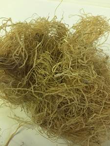 Musgo de mar NATURAL, Sven + 84 966722357 - Product Image 5