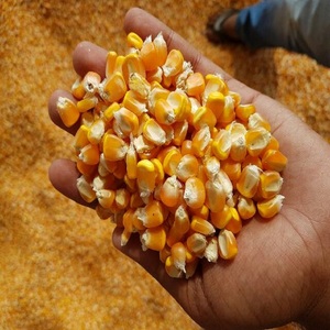 Yellow Corn & White Corn/Maize for Human & Animal food