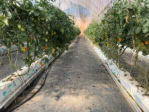 Showcoco — sac de culture pour femme, pour la viande, prix bas - Product Image 5