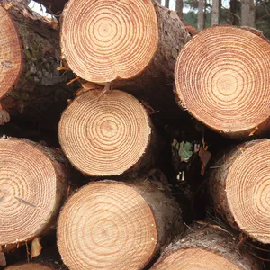 Logs Europese Vorm Ronde Hardhout Sparren Logs