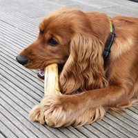 Fournisseur Bâton à mâcher Arbre à café Jouet à mâcher pour chien Arbre à café Os en bois pour chien Bois de Java