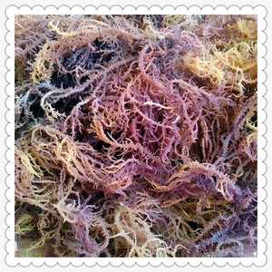 ALGUES NATURELLES LE MEILLEUR PRIX VIET NAM - Product Image 5