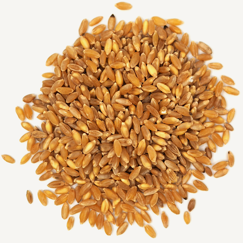 Red spring wheat. пшеница зерно купить в перми. закупаем твердую пшеницу. пшеница сушеная. пшеница фуражная яровая.