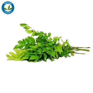 Huile essentielle de feuille de curry Elevate Products Natural Aromas 100% Pure Organic Bulk Quantity Prix de gros Fournisseur et exportateurs - Product Image 2