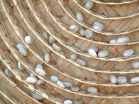 Cocon de soie naturel, meilleur prix du Vietnam / Mme Thi Nguyen +84 988 872 713
