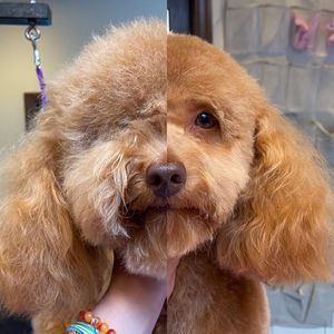 Ciseaux de toilettage pour animaux de compagnie, ensemble sur mesure, nouveauté - Product Image 6