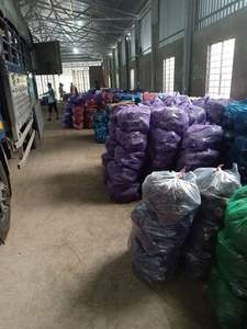 Ñame Morado Fresco de Primera Calidad con Precio Competitivo para la Nueva Cosecha - Product Image 2