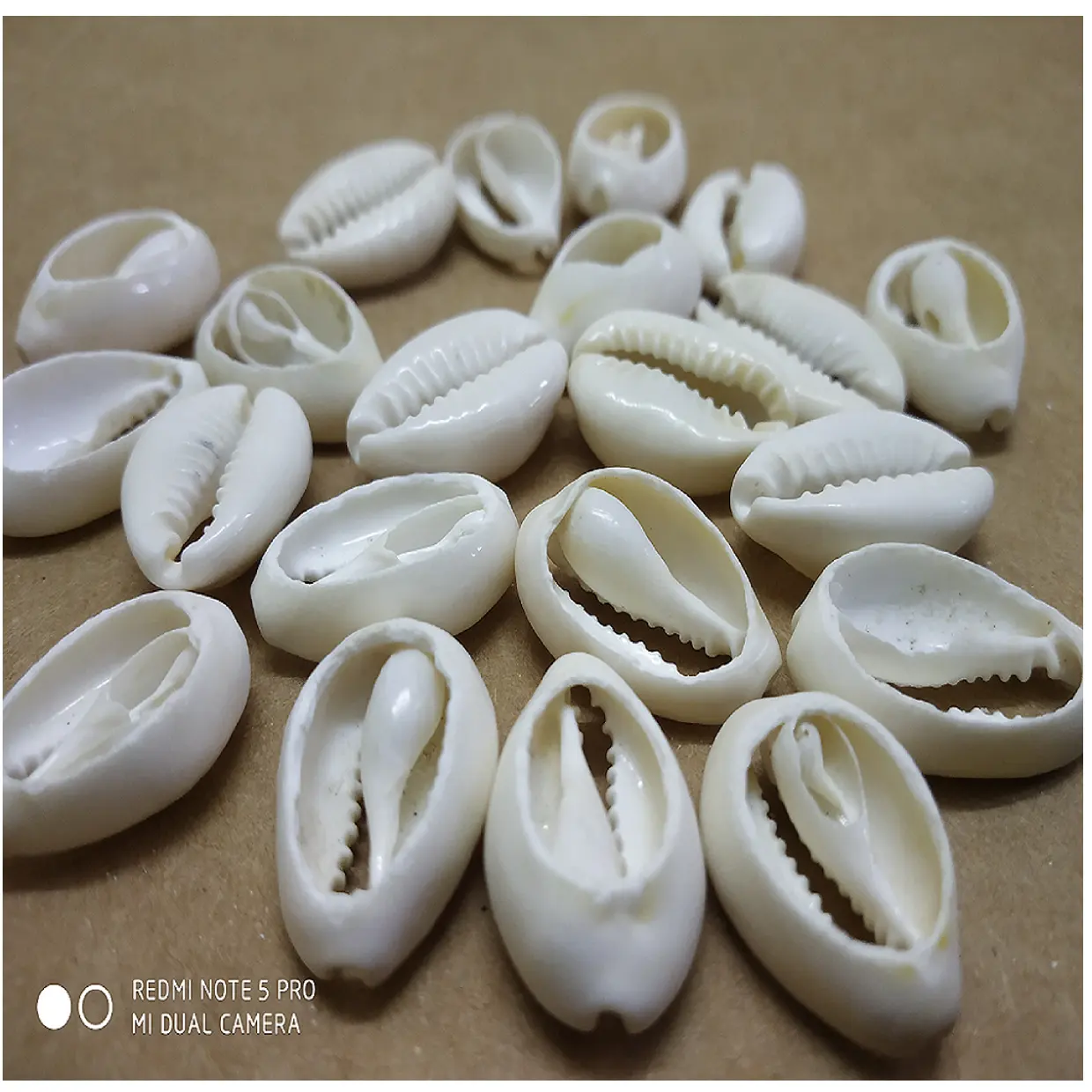 Sea shell beads per arte e artigianato, i bambini artigianato, scrapbooking, designer di gioielli