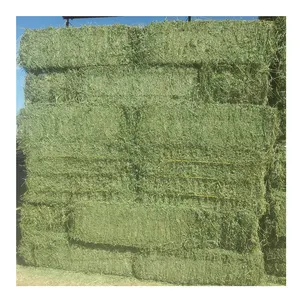 Alfalfa Hay / Alfalfa For Animal Feed For Sale Top Grade In Bulk