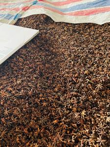 Anís estrella de primavera y otoño de alta calidad de Vietnam Proceso crudo seco + 84 359318390 - Product Image 5