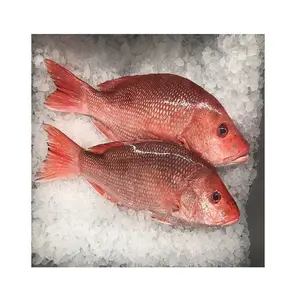 fish red snapper, fish red snapper Suppliers and Manufacturers at 