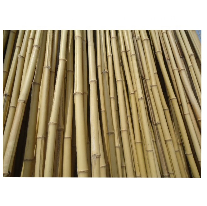 Natrliche Bambus Pole Durchmesser 2-10cm-Die besten Bambus-Bambus Stangen  zum Verkauf ([Ws0084587176063]| Alibaba.com
