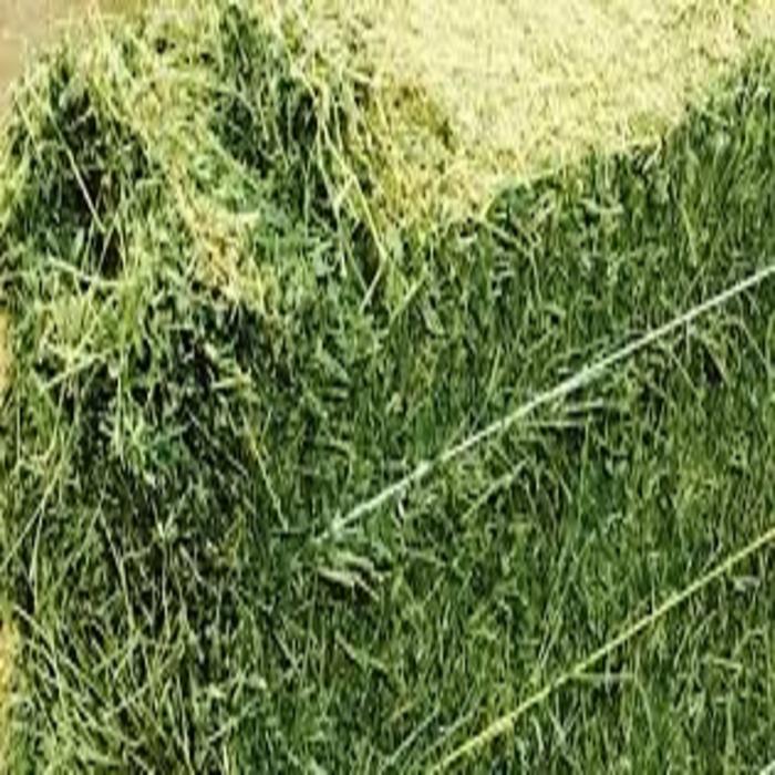 Erba Medica (Alfalfa) 15 Kg – Fieno Naturale Ricco Di Fibre, Proteine E Calcio Per Conigli E Roditori