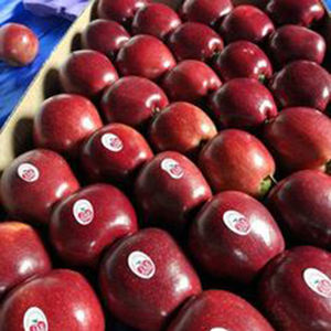 Manzanas frescas de Grado Superior Frutas frescas Nuevas manzanas de cultivo 8,5 cm Cultivo COMÚN 0,2Kg - Product Image 4