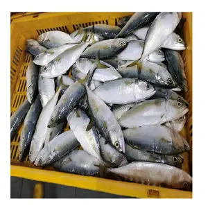 Kualitas Terbaik Ikan Makarel India Frozen, Ikan Makarel dari Ikan India India Mackerel Ukuran 4/6,6/8,8/10,10/12