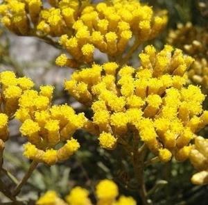 Vente en gros d'huile pure Helichrysum Italicum meilleure qualité parfum de fleur biologique forte odeur force arbre à thé fourni indien - Product Image 5